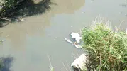 Burhaniye’de Üyücek Deresi çevre felaketine dönüştü