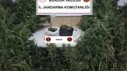 Burdur'da kenevir tarlasına jandarma baskını
