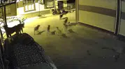 Adana'da gece korku dolu anlar