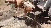Kovancılar köyünde uçuruma düşen inek için seferberlik