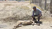 Sivas'ta mangal kömürü dumanı hayvancılığı bitirdi