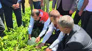 Doğu’nun Çukurova’sında ilk hasat heyecanı