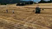Sinop Saraydüzü tarlalarında hasat mesaisi başladı