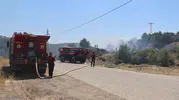 Aydın Koçarlı'da zeytinlikleri saran alevler söndürüldü