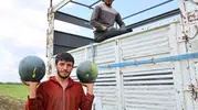 Adana tarlalarında karpuz sezonu kapanıyor