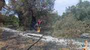 Balıkesir Havran’da zeytinlikleri alevler sardı