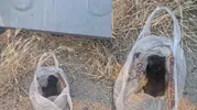 Çöp poşetinde ağzı bantlanmış halde ölüme terk edildi