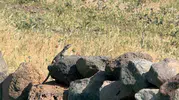 Iğdır'ın volkanik kayalıklarında nadir görülen misafirler belirdi