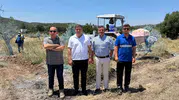 Milas’ta taşınan zeytin ağaçları yeni topraklarında hayata tutundu