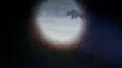 Seferihisar'da dehşet saçan ayı vuruldu