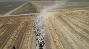 Konya’da çobanların zorlu ama kazançlı mesaisi