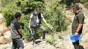 Andırın ormanlarında kestane ve ıhlamur dönemi başlıyor
