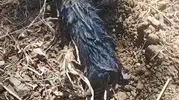Elazığlı çiftçiyi şaşırtan yeraltı misafiri