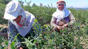 Bilecik'te boş tarlalar devlet desteğiyle yaban mersini bahçesine dönüştü