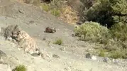 Sivaslı çiftçinin kiraz bahçesi ayılar yüzünden harabeye döndü