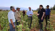 Karacasu tarlalarında hasat mesaisi