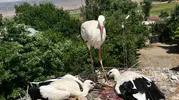 Bitlis'te yüksek gerilim hattındaki leylek ailesine itfaiye yardımı