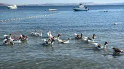 Erdek sahilinin özgür kazları bir ördek yavrusuna kol kanat gerdi