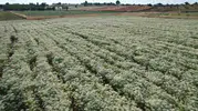 Dünya kekiğinin merkezi Denizli’de yeni hasat dönemi başladı