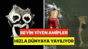İklim kriziyle yayılan yeni tehdit: Vakalarda rekor artış