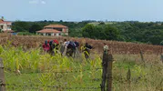 Samsun Bafra'da tarlada acı ölüm