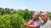 Hatay bahçelerinde kimyasal ilaç yerine böcekli koruma dönemi