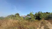 Manavgat'ta kamışlık alanda korkutan yangın kontrol altına alındı