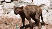 Yangından kurtarılan kedi hayata tutunuyor