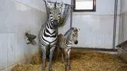 Bursa Hayvanat Bahçesi’ne yeni bir zebra yavrusu katıldı
