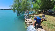 Manavgat sularına 400 bin yeni sazan bırakıldı
