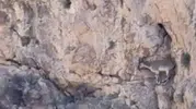 Malatya’nın yüksek yamaçlarında yaban keçileri kameraya yansıdı