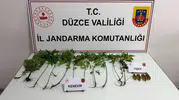 Düzce'de jandarma baskınlarıyla kenevir tarlalarına geçit verilmedi