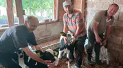 Edirne’de köylünün ineği tek seferde üç buzağı dünyaya getirdi