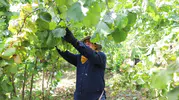 Ordu fındık hasadına hazır 944 kişi iş başvurusunda bulundu