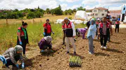 Kastamonulu çiftçiye üniversiteden ücretsiz fide desteği