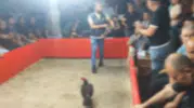 Dernek maskesiyle horoz dövüştürenlere polis baskını