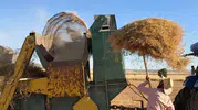 Mardinli çiftçilerin 40 derecelik mercimek mesaisi
