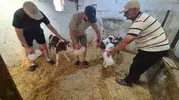 Kırklareli'nde inek tek seferde üç buzağı doğurdu