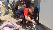 Siirt Kurtalan’da trafo deliğine başı sıkışan kedi kurtarıldı