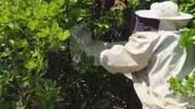 Bingöl Adaklı’da arı sürüsü kovandan çıkıp meşe ağacına yerleşti