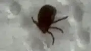 Bağdan dönen vatandaş vücudunda kene bulunca hastaneye koştu