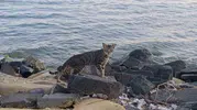 Tekirdağ sahilinde güneş hakimiyeti kedilere bıraktı