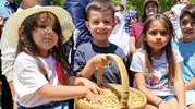 Tunceli'nin meşhur dutunda bu yıl bereketli hasat dönemi