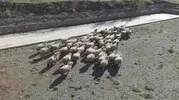 Tokat'ın meşhur Karayaka koyunu üniversitede güvence altına alındı