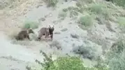Sivas kırsalında anne ayı ve yavrusu kameraya yakalandı