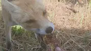 Tunceli'de doğa ile insan arasındaki şaşırtıcı güven bağı