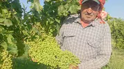 Manisa Sarıgöl üzüm bağlarında hasat öncesi dev salkım bereketi