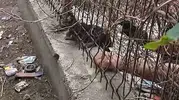 Kırıkkale'de korkuluklara sıkışan yavru kediyi ekipler kurtardı