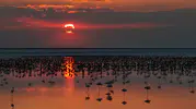 Tuz Gölü flamingo nüfusunda son beş yılın rekoru kırıldı