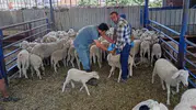 Köşk'te küçükbaş hayvanlar için yaz mesaisi başladı
